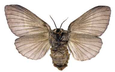 Macrothylacia rubi (Linnaeus, 1758) - Fox moth