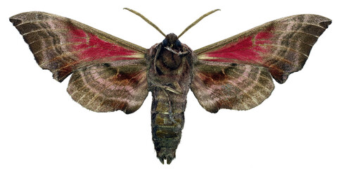 Smerinthus ocellata - he eyed hawk-moth