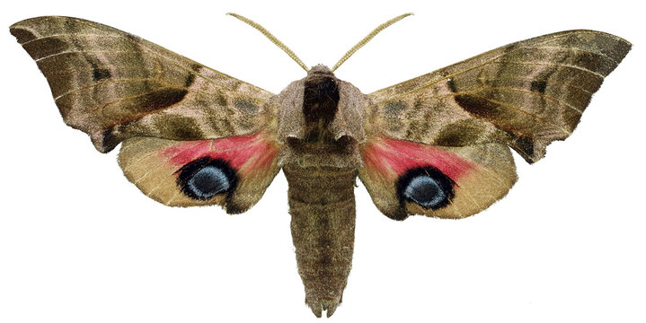 Smerinthus ocellatus - eyed hawk-moth
