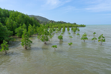 Mangrove plantation