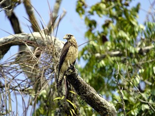 The chimango caracara (Milvago chimango) is a species of bird of prey in the family Falconidae. Location: Lake Mamori, Amazonas – Brazil.