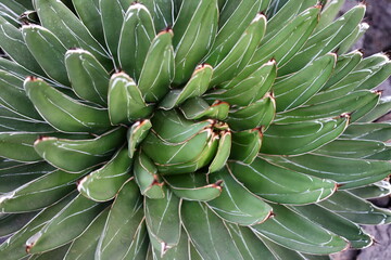 View on plants in the Conservatory and Botanical Garden of the city of Geneva in Switzerland.