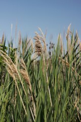 Wild grasses growing in the fields.
