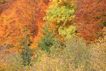 Herbst im Schwarzwald