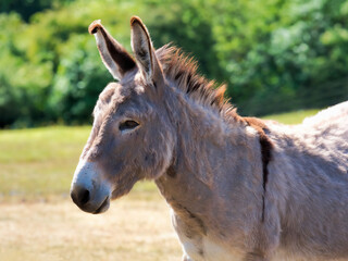 Close-up of a gentle grey donkey in a field