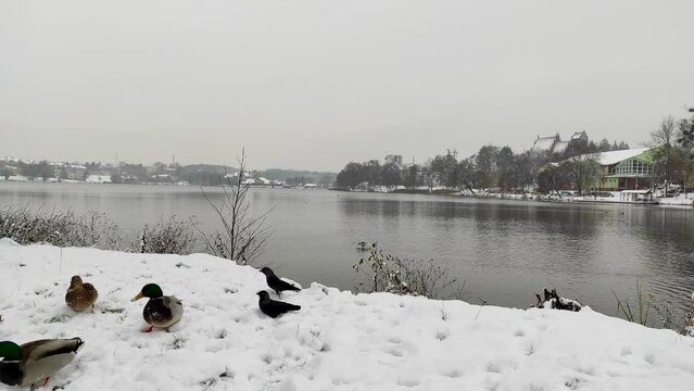 feeding wild ducks and eurasian jackdaws (corvus monedula) in the snow near the lake. winter day. natural sound