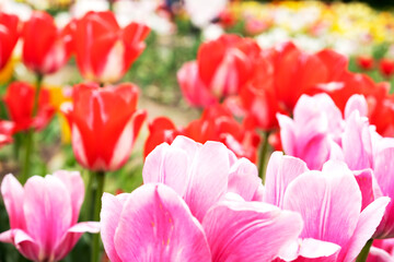 Beautiful tulips growing in a garden or city park, close-up. Spring season, spring background