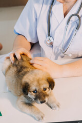 Checking the breath. Male veterinarian in work uniform listening to the breath of a small dog with a phonendoscope in veterinary clinic. Pet care concept