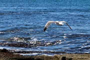 Seagull on the Mediterranean Sea