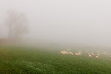 Fototapeta na wymiar Moutons du Quercy