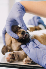 Checking the breath. Male veterinarian in work uniform listening to the breath of a small dog with a phonendoscope in veterinary clinic. Pet care concept