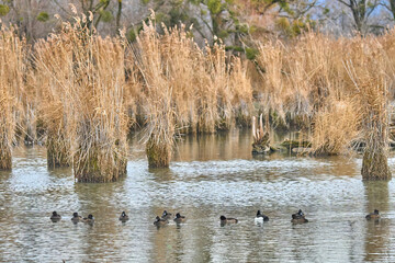 family of tufted ducks, Aythya fuligula, in the reed Wetlands of Rhine Delta at Lake of Constance...