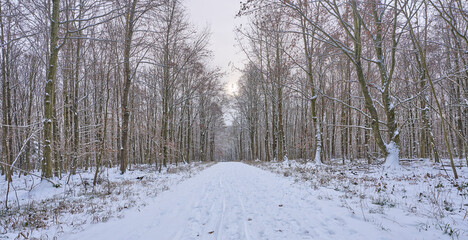 winter landscape with snowy beach and oak trees in the forest around Stuttgart in Baden.Wuerttemberg, Germany