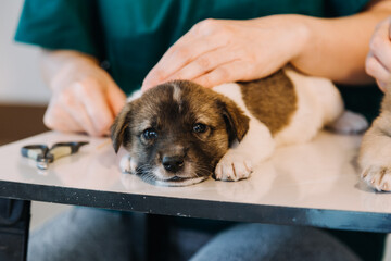 Checking the breath. Male veterinarian in work uniform listening to the breath of a small dog with a phonendoscope in veterinary clinic. Pet care concept
