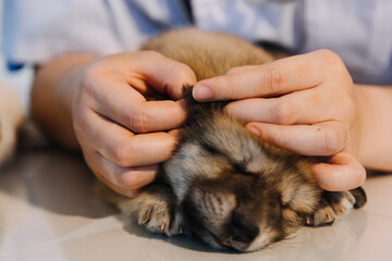 Checking the breath. Male veterinarian in work uniform listening to the breath of a small dog with a phonendoscope in veterinary clinic. Pet care concept