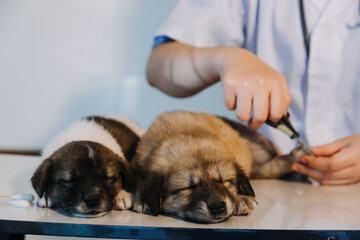 Checking the breath. Male veterinarian in work uniform listening to the breath of a small dog with a phonendoscope in veterinary clinic. Pet care concept