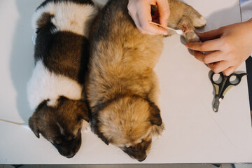 Checking the breath. Male veterinarian in work uniform listening to the breath of a small dog with a phonendoscope in veterinary clinic. Pet care concept