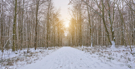 winter landscape with snowy beach and oak trees in the forest around Stuttgart in Baden.Wuerttemberg, Germany