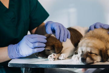 Checking the breath. Male veterinarian in work uniform listening to the breath of a small dog with a phonendoscope in veterinary clinic. Pet care concept