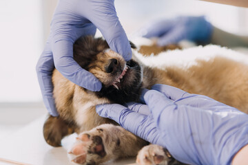 Checking the breath. Male veterinarian in work uniform listening to the breath of a small dog with a phonendoscope in veterinary clinic. Pet care concept