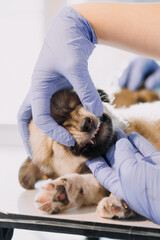 Checking the breath. Male veterinarian in work uniform listening to the breath of a small dog with a phonendoscope in veterinary clinic. Pet care concept