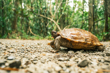a turtle cross walking gravel walkway in the forest