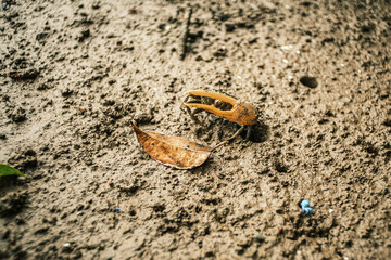 fiddler crab crawling on mud surface of mangrove