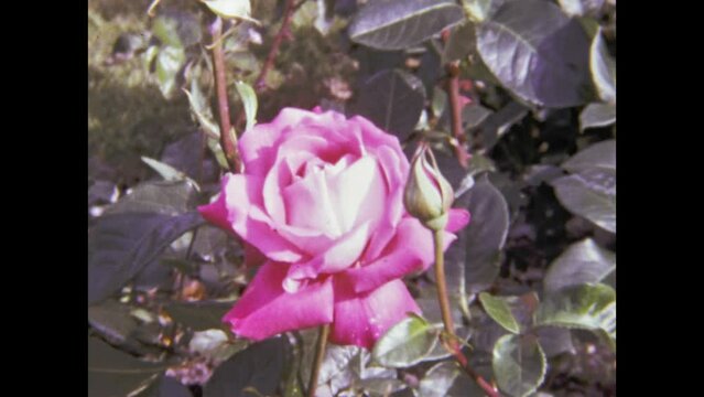 United Kingdom 1979, Blooming roses