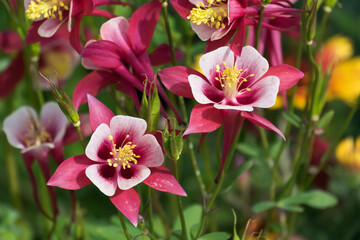 Red And White Columbine Flowers In Spring
