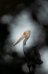 Spot-billed pelican through the foliage at Uppalapadu Bird Sanctuary, India