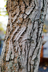 background of oak bark