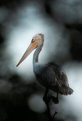 Spot-billed pelicans perched on tree at Uppalapadu Bird Sanctuary, India