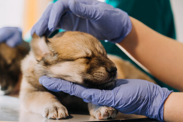 Checking the breath. Male veterinarian in work uniform listening to the breath of a small dog with a phonendoscope in veterinary clinic. Pet care concept