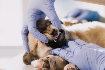 Checking the breath. Male veterinarian in work uniform listening to the breath of a small dog with a phonendoscope in veterinary clinic. Pet care concept
