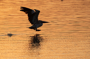 Spot-billed pelican takeoff during sunset at Uppalapadu Bird Sanctuary, India