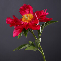 Red peony flower with yellow center isolated on black background.