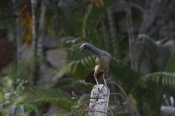 Ortalis Columbiana.
Mas conocida como Chachalaca o Guacharacas