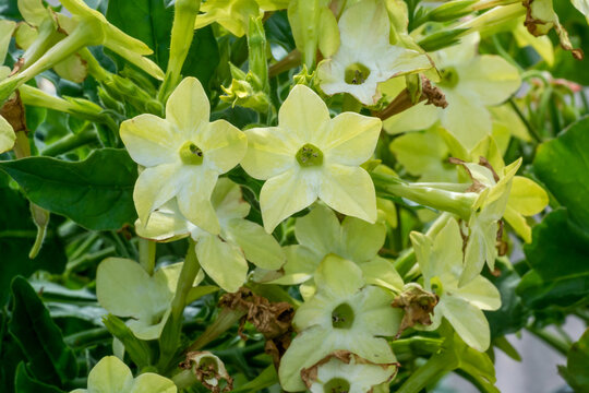 Nicotiana Alata Or Flowering Tobacco Plant Growing In The Garden In Spring