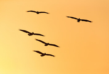 Spot-billed pelicans flying during sunset at Uppalapadu Bird Sanctuary, India