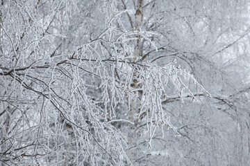 Wallpapers frosted birch branches on a  winter day.