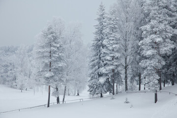 Fototapeta na wymiar Winter landscape with snowy forest on a cloudy day.
