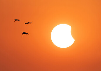 Black-headed Ibis flying during sunset and solar eclipse at Uppalapadu Bird Sanctuary, India