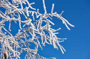 Twigs covered with ice and snow