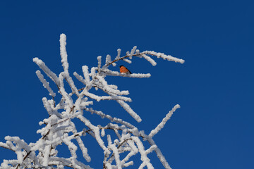 Twigs covered with ice and snow