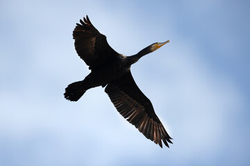  Great Cormorant flying at mameer, Bahrain