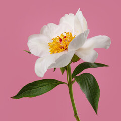 Elegant white simple shape peony flower isolated on pink background.