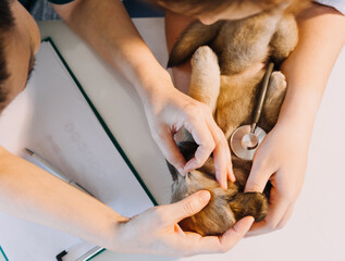Checking the breath. Male veterinarian in work uniform listening to the breath of a small dog with a phonendoscope in veterinary clinic. Pet care concept
