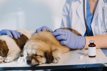 Checking the breath. Male veterinarian in work uniform listening to the breath of a small dog with a phonendoscope in veterinary clinic. Pet care concept