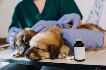 Checking the breath. Male veterinarian in work uniform listening to the breath of a small dog with a phonendoscope in veterinary clinic. Pet care concept