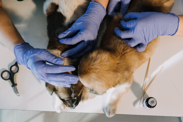 Checking the breath. Male veterinarian in work uniform listening to the breath of a small dog with a phonendoscope in veterinary clinic. Pet care concept